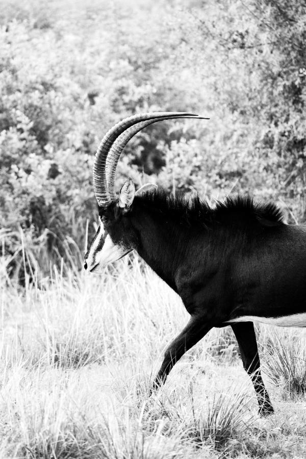 Letamo At Qwabi Private Game Reserve By Newmark 벨라벨라 외부 사진