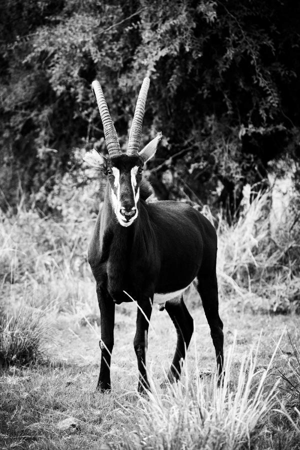 Letamo At Qwabi Private Game Reserve By Newmark 벨라벨라 외부 사진