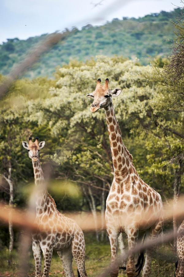 Letamo At Qwabi Private Game Reserve By Newmark 벨라벨라 외부 사진