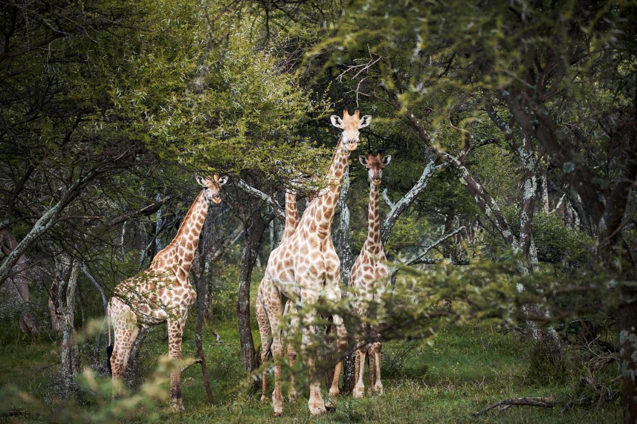 Letamo At Qwabi Private Game Reserve By Newmark 벨라벨라 외부 사진