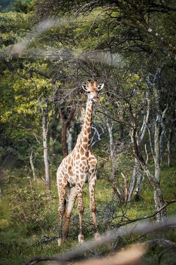 Letamo At Qwabi Private Game Reserve By Newmark 벨라벨라 외부 사진
